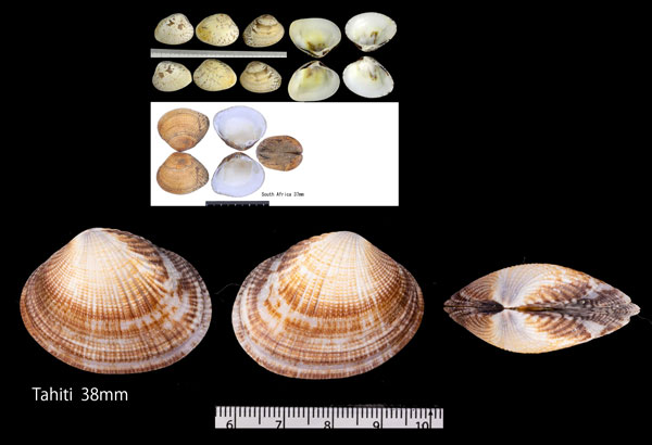 ホソスジイナミ Gafrarium pectinatum small
