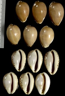 ゴウシュウダカラ Cypraea angustata small