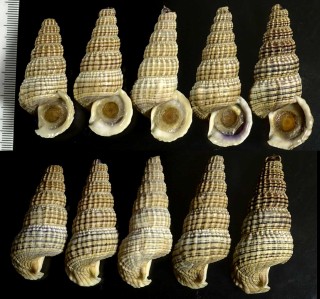 オオウスイロヘナタリ Cerithidea reidi small
