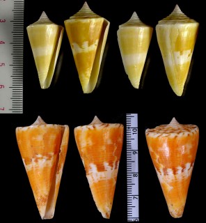 ミズヒキイモ Conus voluminalis small