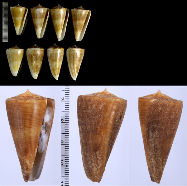 キルバーンイモ Conus typhon small