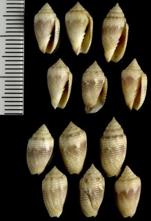 チョウチンフデ Imbricaria vanikorensis small