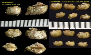 オトギノワシノハ 御伽ノ鷲ノ羽 Hawaiarca uwaensis small