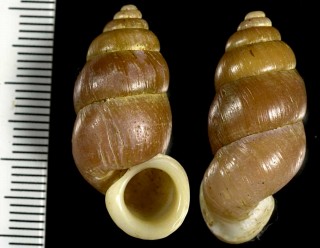 ウスチャオオサナギ Farcimen mani small