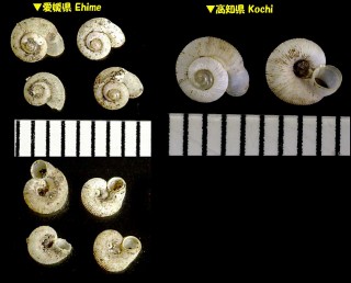 アワムシオイ Chamalycaeus awaensis small