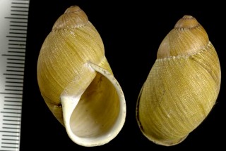 チリオオアカマイマイの仲間 Strophocheilus sp. small