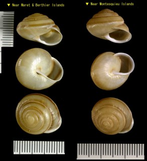 ボナパルト群島のナンバンマイマイ類 Amplirhagada intermedia small