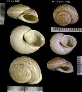 イスラエルのエスカルゴの仲間04 Levantina spiriplana small