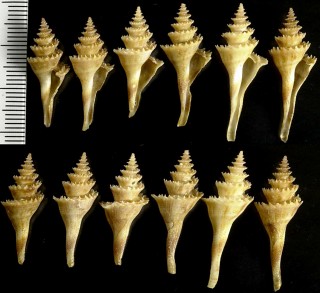 マキミゾテンジククダマキ Cochlespira pulchella fossata small