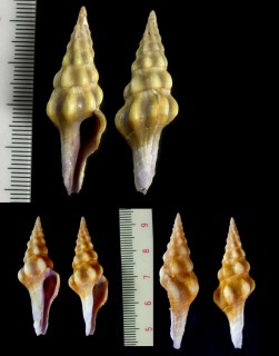 ボットツノマタ Nodolatirus nodatus small