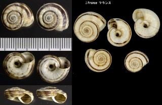 ユレムコマイマイ Helicella obvia small