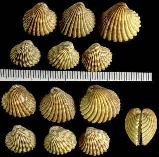 ニシキフミガイ Cardites bicolor small