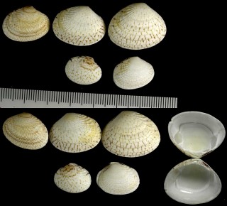 イナミガイ (ヒメイナミ) Gafrarium dispar small
