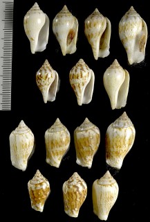 シロムカシタモトの一型 Strombus maculatus depauperatus small