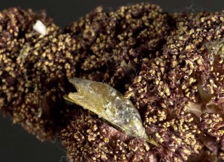 トゲトサカノウグイス Pteria dendronephthya small