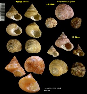 コシタカエビス Calliostoma consors small