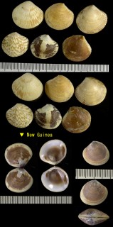 トモシラオ 友白尾貝 Circe sulcata small