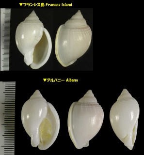 ヒメウラシマ Phalium semigranosum small