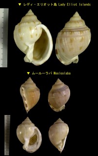 トムソンウラシマ Phalium thomsoni small