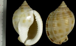 アツウラシマ Phalium granulatum granulatum small