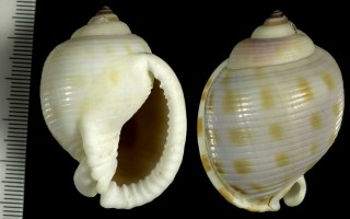 フォーロットウラシマ Phalium faurotis small