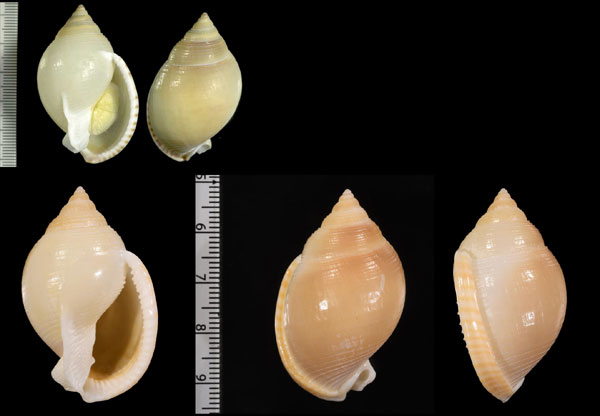 ウスウラシマ Semicassis bulla small