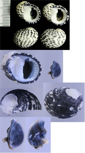 イチマツアマガイ Nerita tessellata small