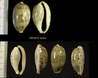 ナガカバフダカラ Erronea caurica elongata small