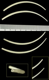 ツノガイ類 未詳 Dentalium sp. small