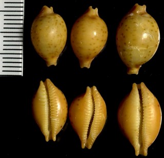 カギバナチドリダカラ Pustularia globulus brevirostris small