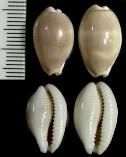 アフリカカミスジダカラ Palmadusta clandestina passerina small