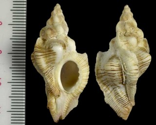 ヒレフリヨウラク Pteropurpura festiva small