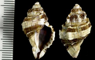 ハネナシヨウラク Ceratostoma rorifluum small