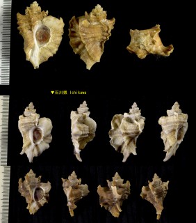 イセヨウラク Pteropurpura adunca small
