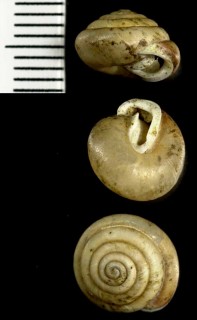 オンタリオクチイチモンジ Stenotrema fraternum small