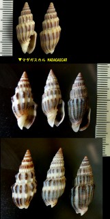 ハマヅトガイ Vexillum exasperatum small