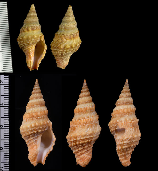 フタカドクダマキ Clavatula bimarginata small