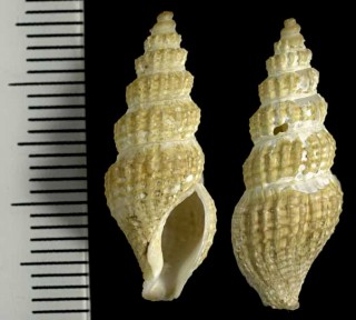 イワオボラ Iwaoa reticulata small
