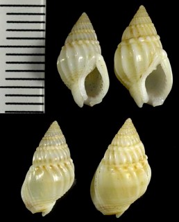 クチミゾヨフバイ (クチミゾヨウバイ) Nassarius sinusigena small