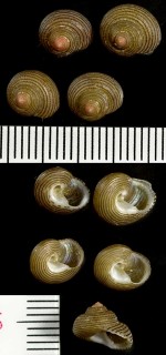 テツイロナツモモ Clanculus denticulatus small