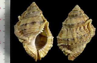 ガマグチミヤコボラ Bufonaria margaritula small