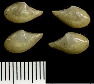 チリキソデ Nuculana acrita small