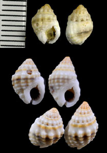 イボムシロ Nassarius fidus small
