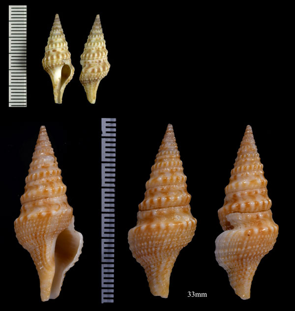 ジュズカケイグチ Turricula nelliae spurius small