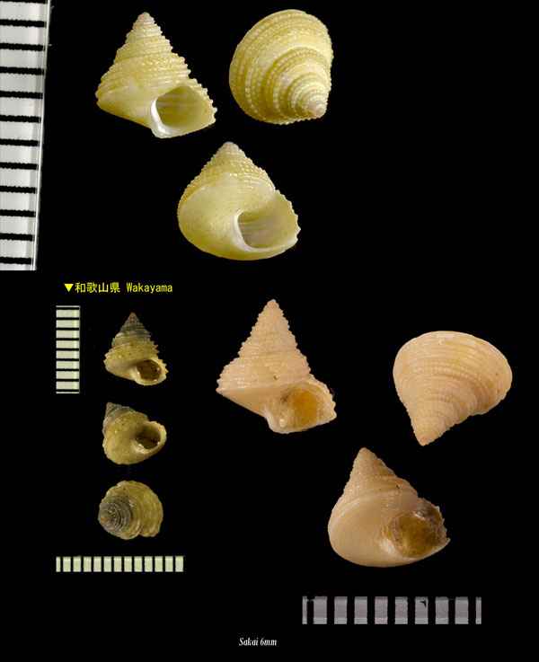サオトメエビス Laetifautor elegans small