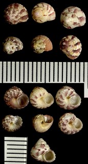 ハデコシタカシタダミ Minolia nedyma small