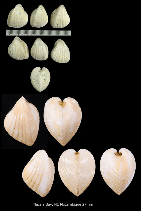 モクハチアオイ 目八葵 Lunulicardia retusa small