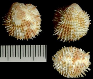 アサノユキザル 朝の雪笊 Ctenocardium victor small