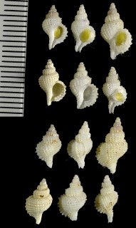 ヨウラクガイの仲間 Ocenebra hayesi small
