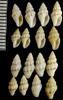サシコツブ 刺子小螺 Macteola interrupta small